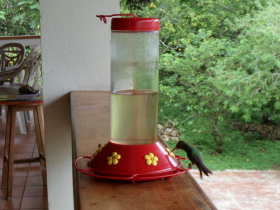 Belize hummingbird at hummingbird feeder – Best Places In The World To Retire – International Living